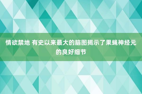 情欲禁地 有史以来最大的脑图揭示了果蝇神经元的良好细节